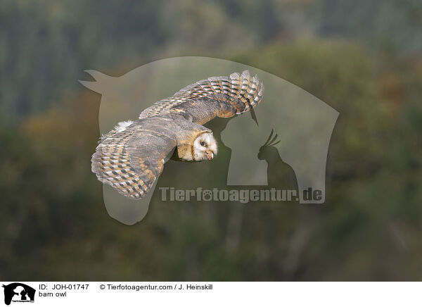 Schleiereule / barn owl / JOH-01747