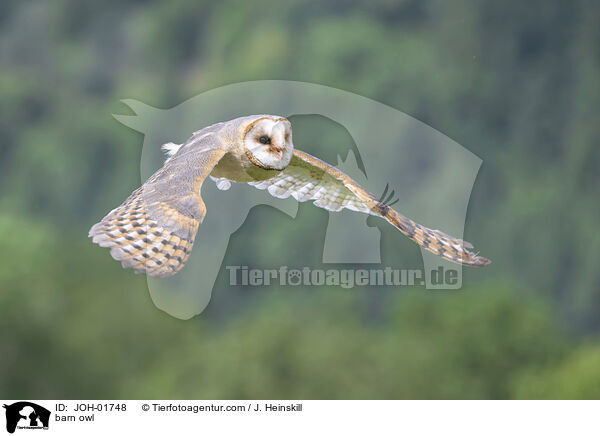 Schleiereule / barn owl / JOH-01748