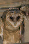 barn owl