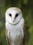 barn owl portrait