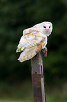 barn owl