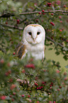 barn owl