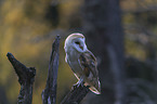 barn owl sits on a branch