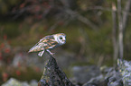 barn owl sits on a branch