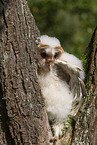 barn owl chick