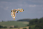 barn owl