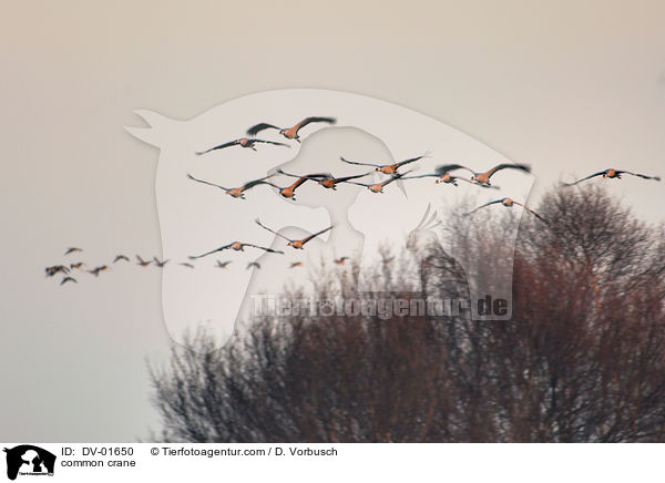 Grauer Kranich / common crane / DV-01650