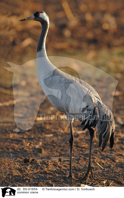 Grauer Kranich / common crane / DV-01654