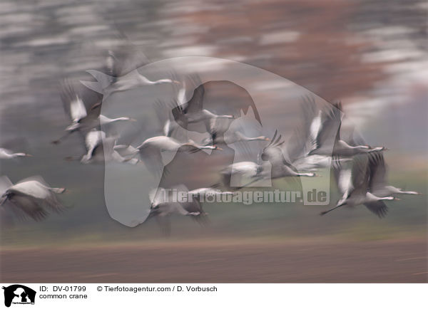 Grauer Kranich / common crane / DV-01799