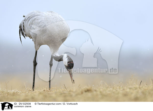 Grauer Kranich / common crane / DV-02508