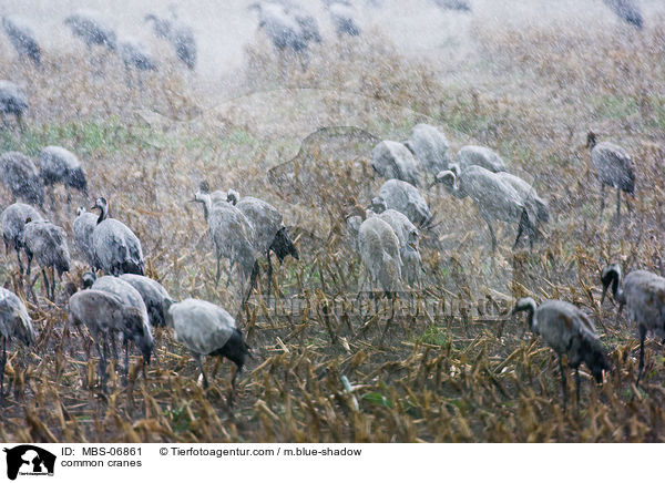 Graue Kraniche / common cranes / MBS-06861