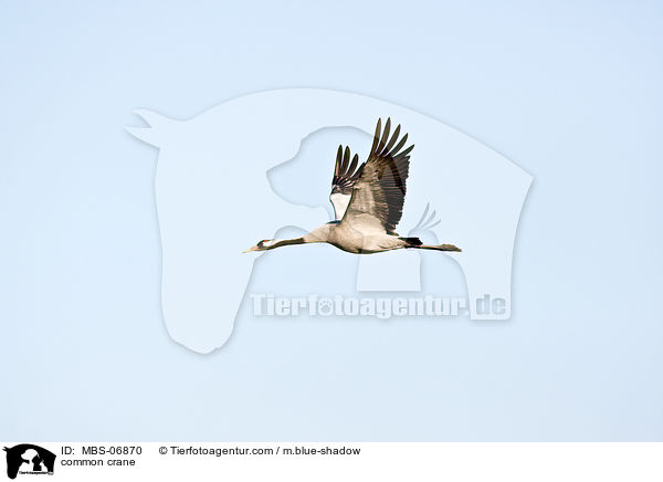 Grauer Kranich / common crane / MBS-06870