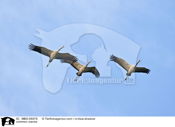 Graue Kraniche / common cranes / MBS-06878