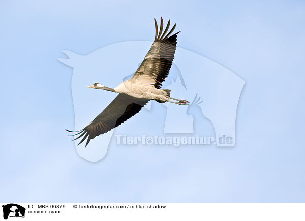 Grauer Kranich / common crane / MBS-06879