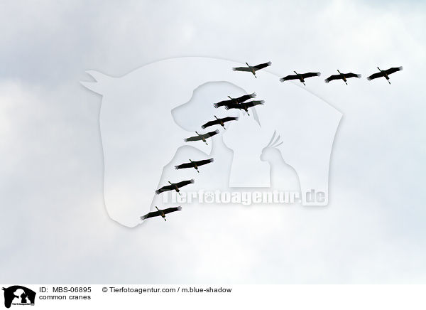 Graue Kraniche / common cranes / MBS-06895