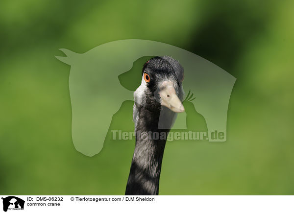 Grauer Kranich / common crane / DMS-06232