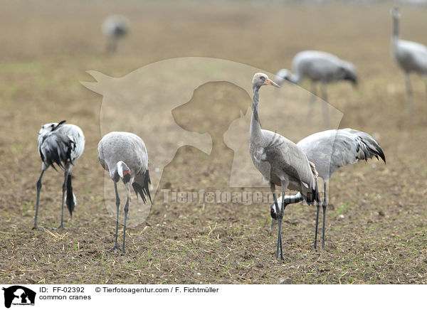 Graue Kraniche / common cranes / FF-02392