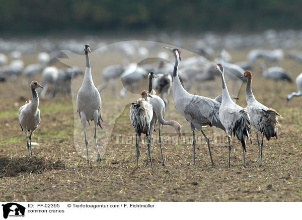 Graue Kraniche / common cranes / FF-02395