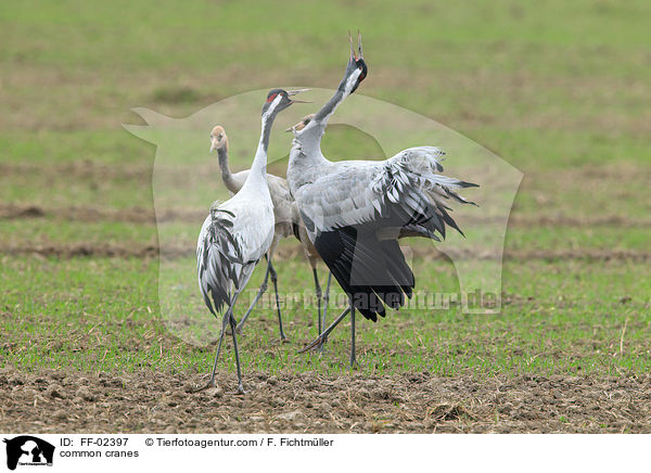 Graue Kraniche / common cranes / FF-02397