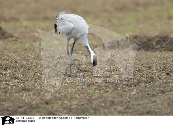 Grauer Kranich / common crane / FF-02398