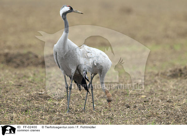 Graue Kraniche / common cranes / FF-02400