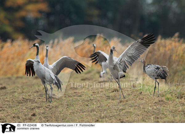 Graue Kraniche / common cranes / FF-02408