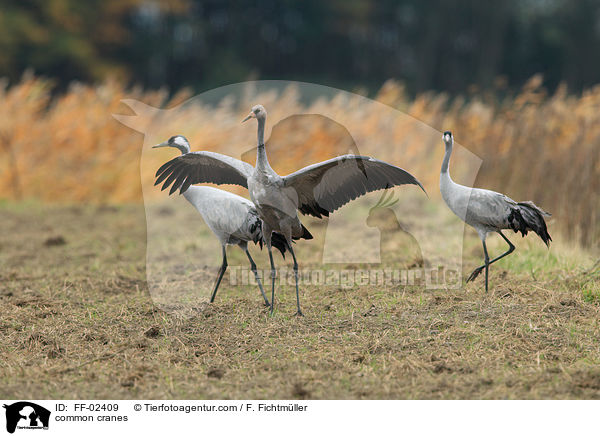 Graue Kraniche / common cranes / FF-02409