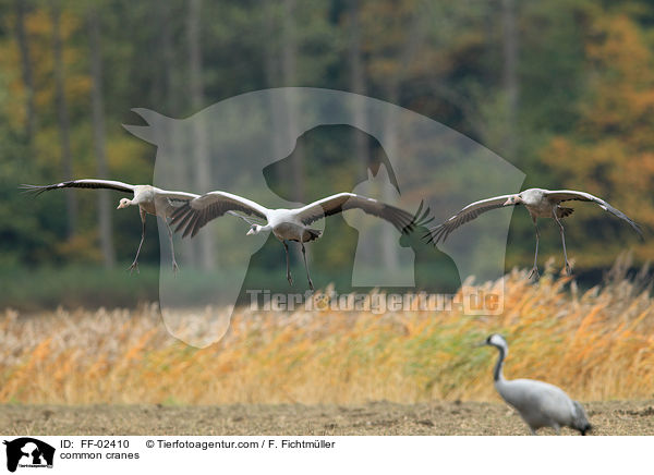 Graue Kraniche / common cranes / FF-02410