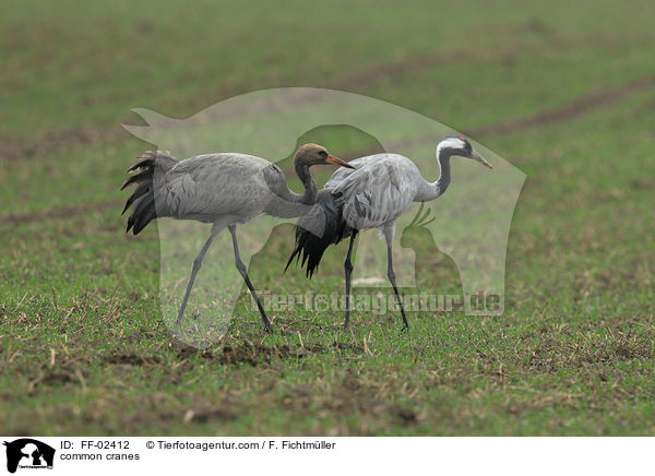 common cranes / FF-02412