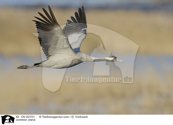 common crane / DV-02701