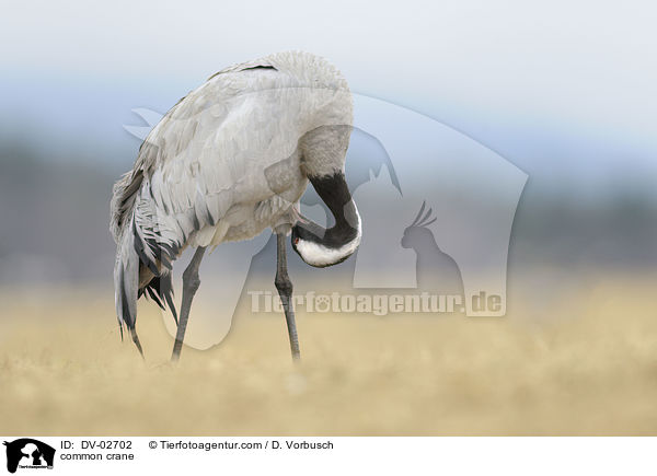 common crane / DV-02702