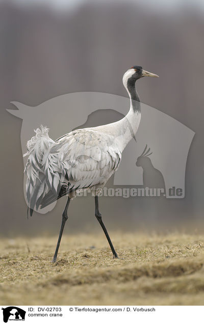 common crane / DV-02703