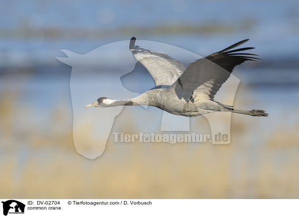 common crane / DV-02704