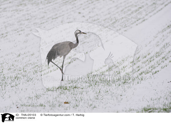 common crane / THA-05103