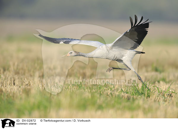 common crane / DV-02872