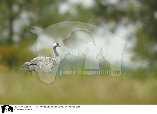 common crane / DV-02875