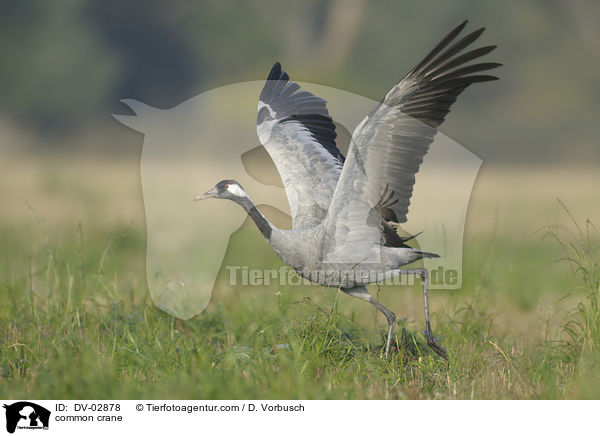 common crane / DV-02878