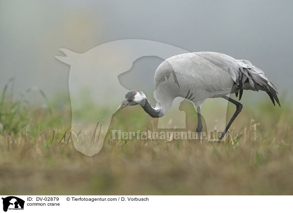 common crane / DV-02879