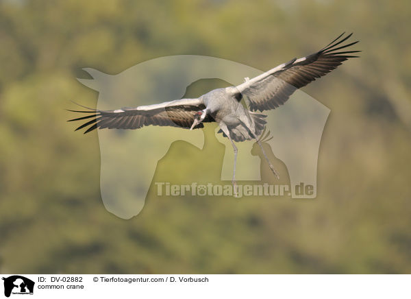 common crane / DV-02882