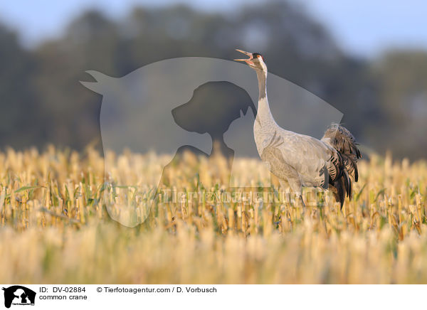 common crane / DV-02884