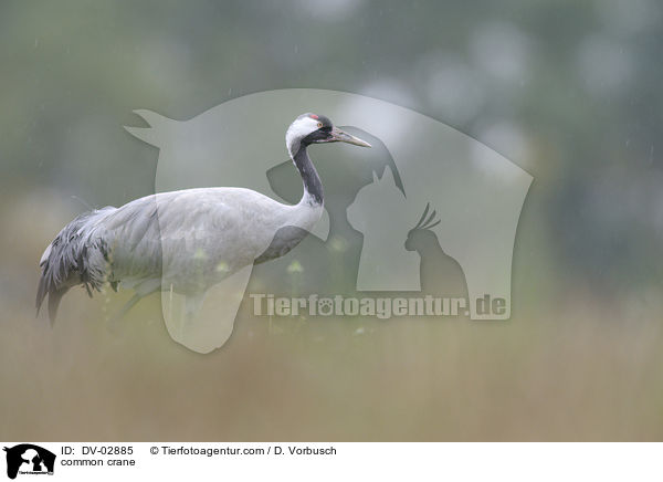 common crane / DV-02885