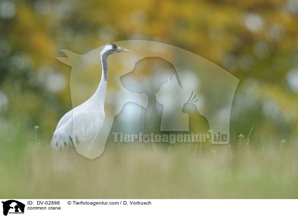 common crane / DV-02886