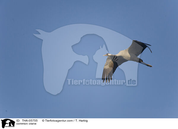 common crane / THA-05755