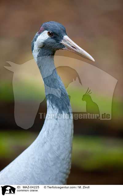 common crane / MAZ-04225