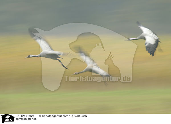 Graue Kraniche / common cranes / DV-03021
