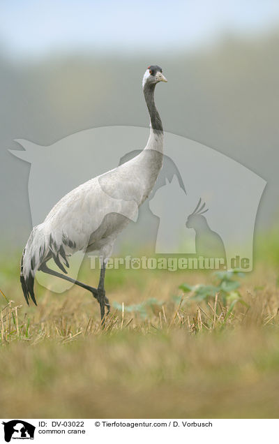 common crane / DV-03022