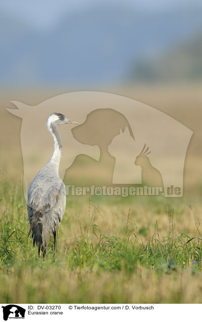 Eurasian crane / DV-03270