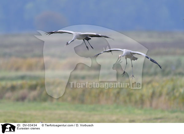 Eurasian cranes / DV-03434