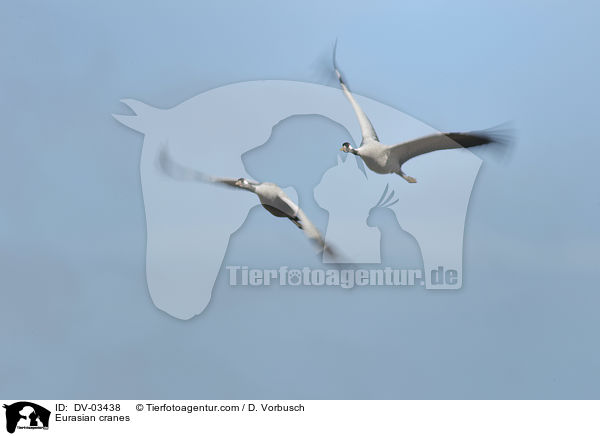 Eurasian cranes / DV-03438