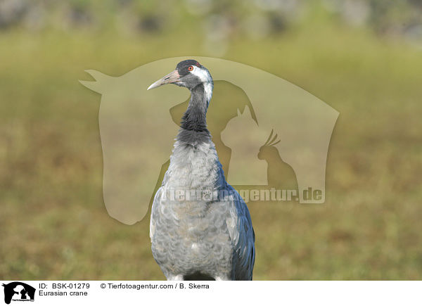 Eurasian crane / BSK-01279